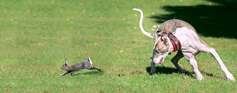 How to Train a Whippet to Hunt Rabbits